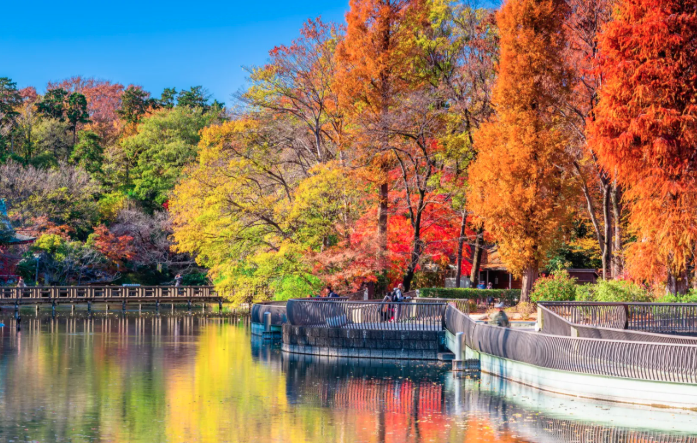 東京郊外に潜む自然のオアシス・井の頭公園で自然に囲まれる幸福旅【 11/1｜11/9 】