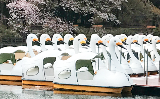 東京郊外に潜む自然のオアシス・井の頭公園で自然に囲まれる幸福旅【 11/1｜11/9 】