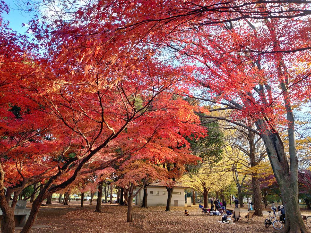 千と千尋のモデルにもなった江戸東京たてもの園｜紅葉とともにお弁当を楽しむ小金井ピクニック【 11/6｜11/26 】
