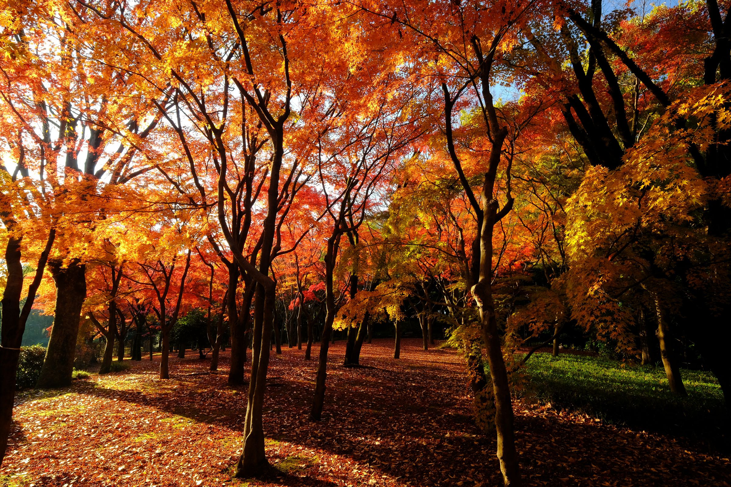 千代田区の名紅葉スポットを行脚、空腹がさらに感動を引き立てる60種類のランチビュッフェ【 11/14｜11/22 】