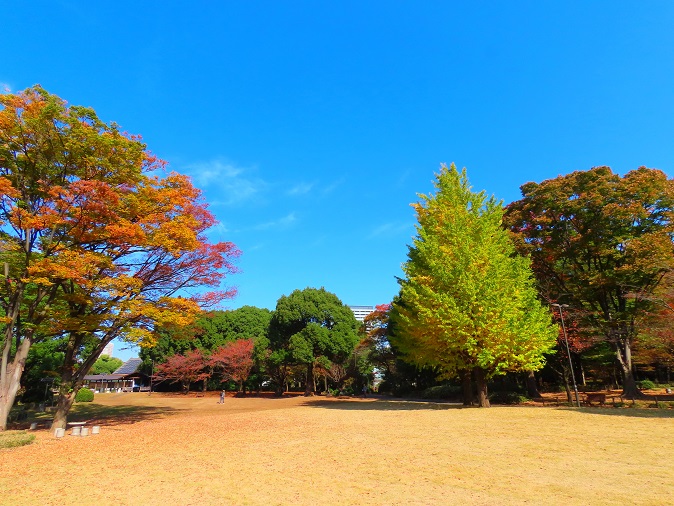 千代田区の名紅葉スポットを行脚、空腹がさらに感動を引き立てる60種類のランチビュッフェ【 11/14｜11/22 】