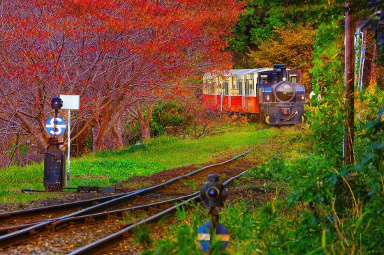 小湊鉄道で紅葉きらめくトロッコ旅｜湖畔とアートに癒されて【11/9・11/16】