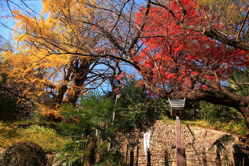 都内唯一紅葉寺の別名を持つ金剛寺から始まり紅葉を味わい尽くす3時間半 in 王子【 11/4｜11/11｜11/12 】