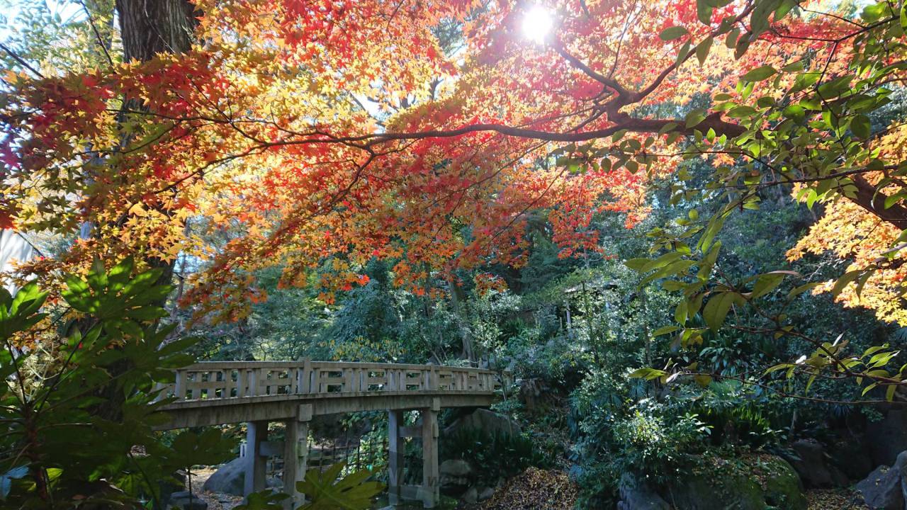 都内唯一紅葉寺の別名を持つ金剛寺から始まり紅葉を味わい尽くす3時間半 in 王子【 11/4｜11/11｜11/12 】
