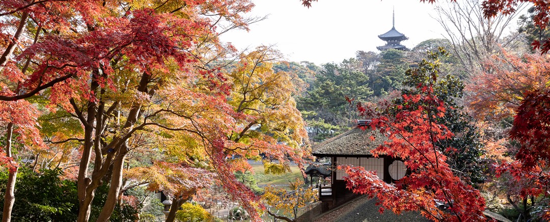 たった23日間の限定公開、紅葉の遊歩道。三渓園で歴史建築に寺社、名物グルメまで満喫するツアー