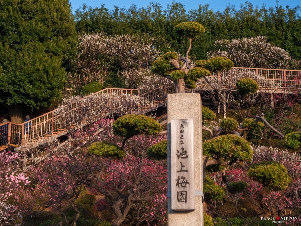 都内屈指の梅の名所・池上梅園で感じる春の到来|関東最古の五重塔を持つ本門寺と人気の釜めしランチも