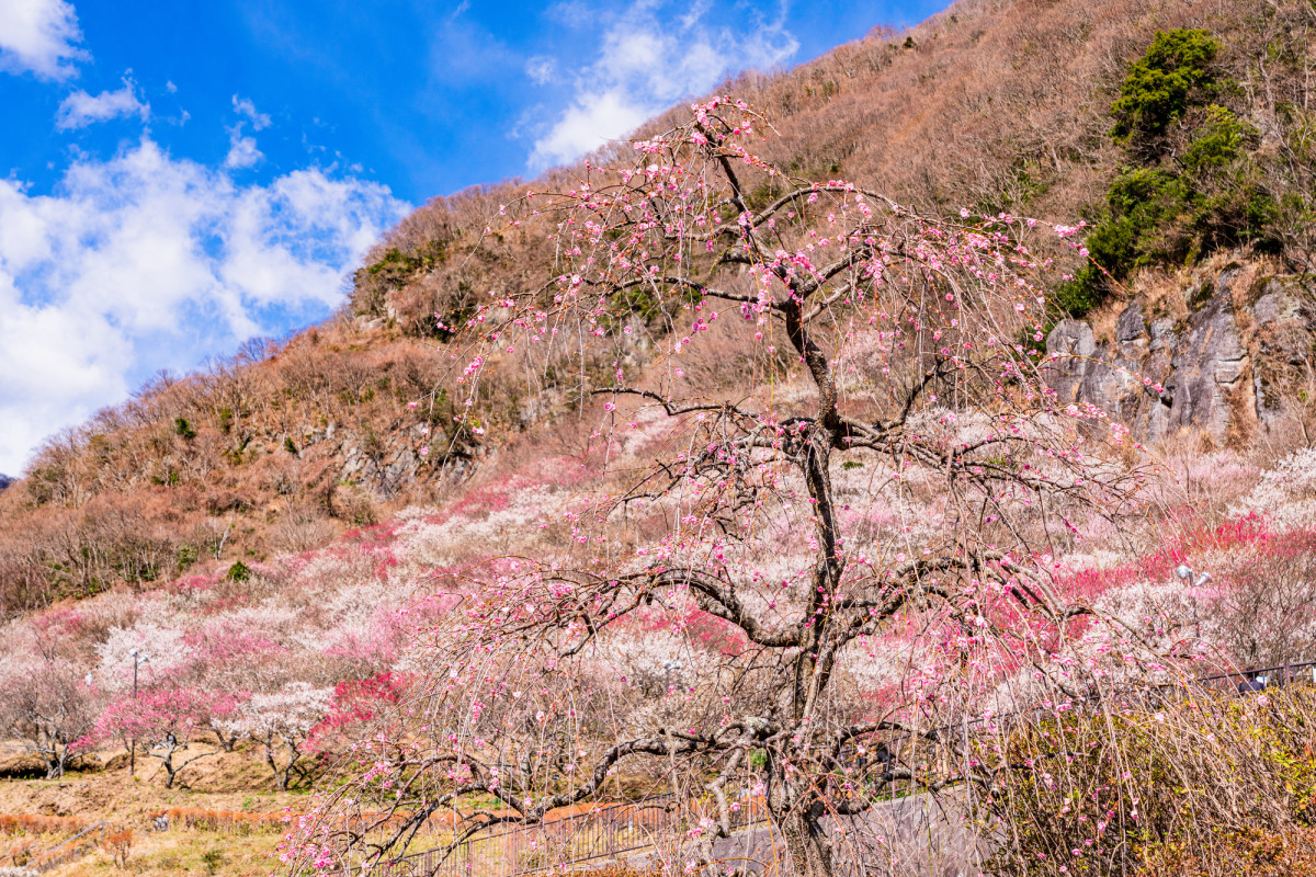 【湯河原・幕山】4000本の美しい梅林と真鶴半島を望む、絶景ハイキング(レベル2)