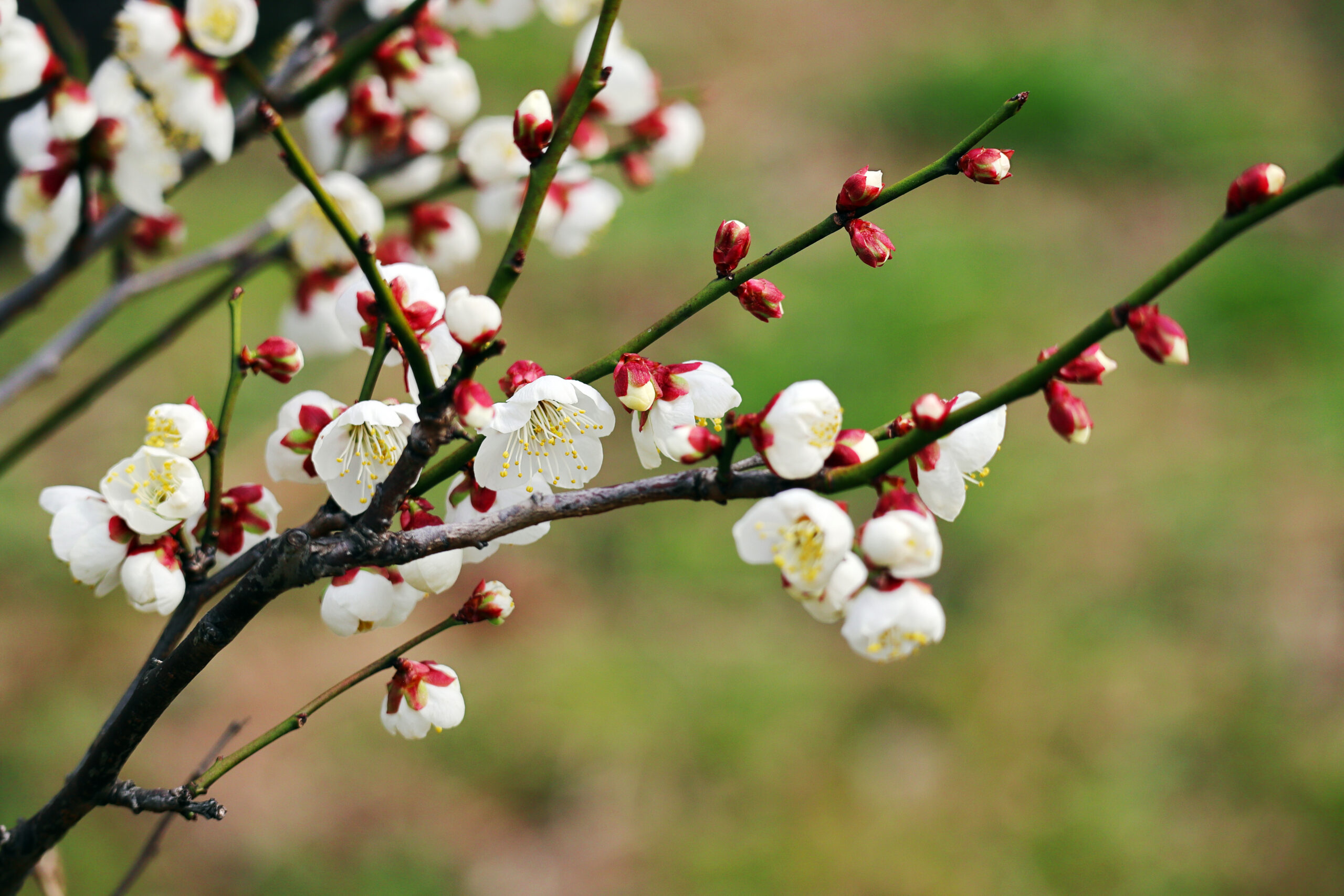 年に1度の梅まつり・茅ヶ崎満喫ツアー