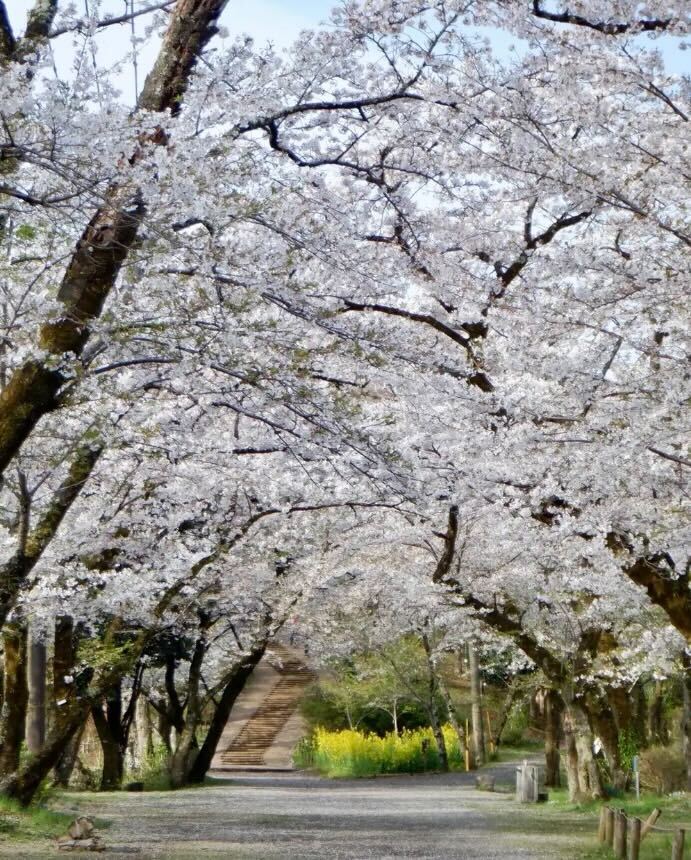 【秦野・弘法山】約1400本のソメイヨシノと春の花々を愛でる、お花見登山。下山後は温泉が楽しめる、春らしい低山ハイキング（レベル２）