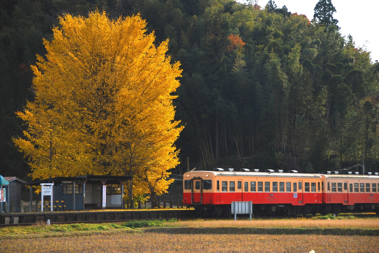 小湊鉄道で紅葉きらめくトロッコ旅｜湖畔とアートに癒されて【11/9・11/16】