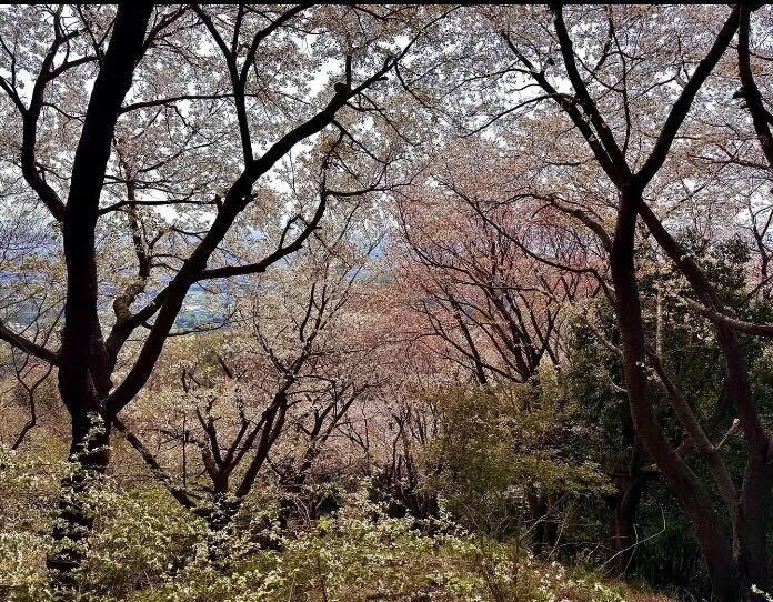 【秦野・弘法山】約1400本のソメイヨシノと春の花々を愛でる、お花見登山。下山後は温泉が楽しめる、春らしい低山ハイキング（レベル２）
